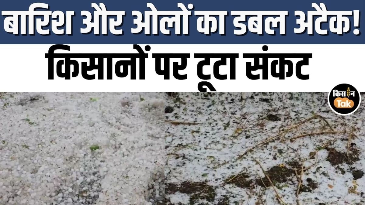 ओले और बारिश ने मचाई तबाही, किसानों की फसलें पूरी तरह बर्बाद