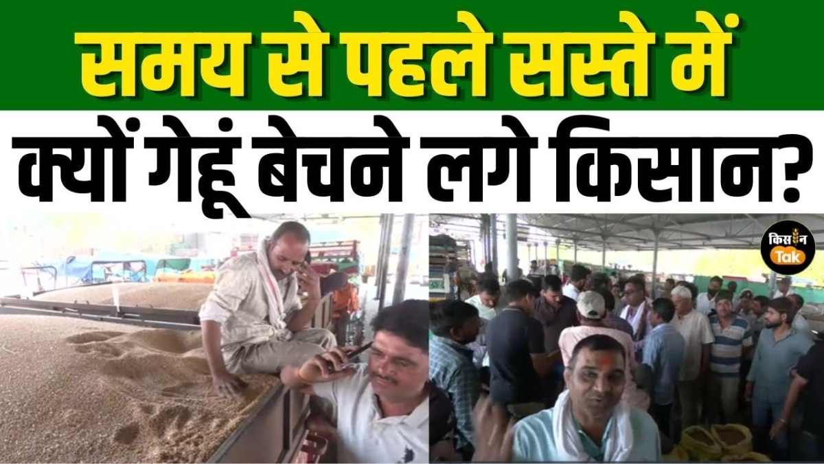 एमपी में MSP से कम दाम पर बिक रहा गेहूं, खरीद में देरी से किसानों की बढ़ी मुश्किलें