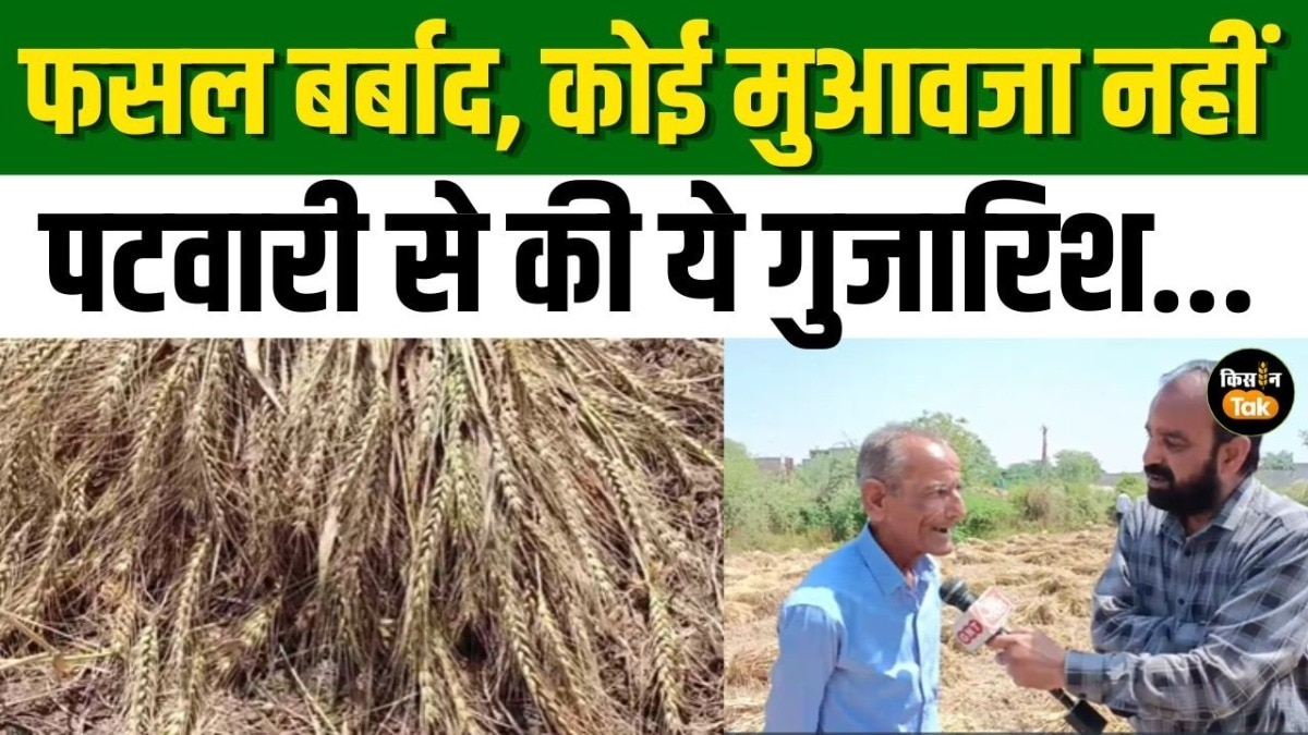 बेमौसम बारिश-ओलावृष्टि से किसानों को भारी नुकसान, 50% तक फसल बर्बाद