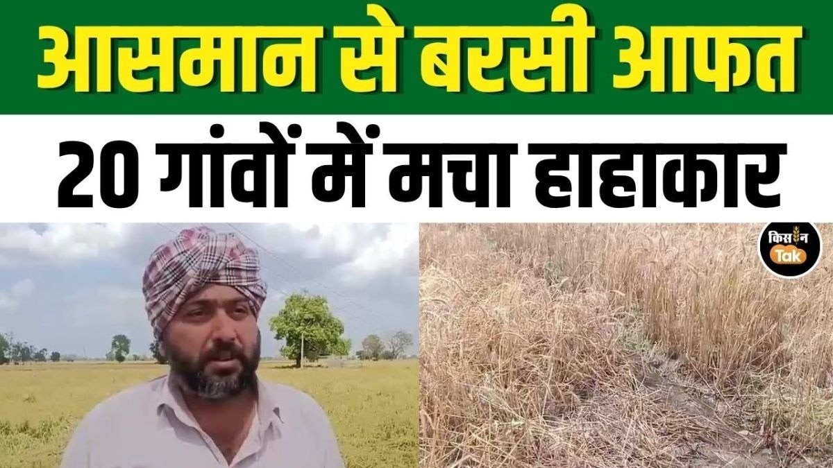 पंजाब में बारिश-ओलावृष्टि का कहर! 20 गांवों में हजारों एकड़ गेहूं की फसल बर्बाद