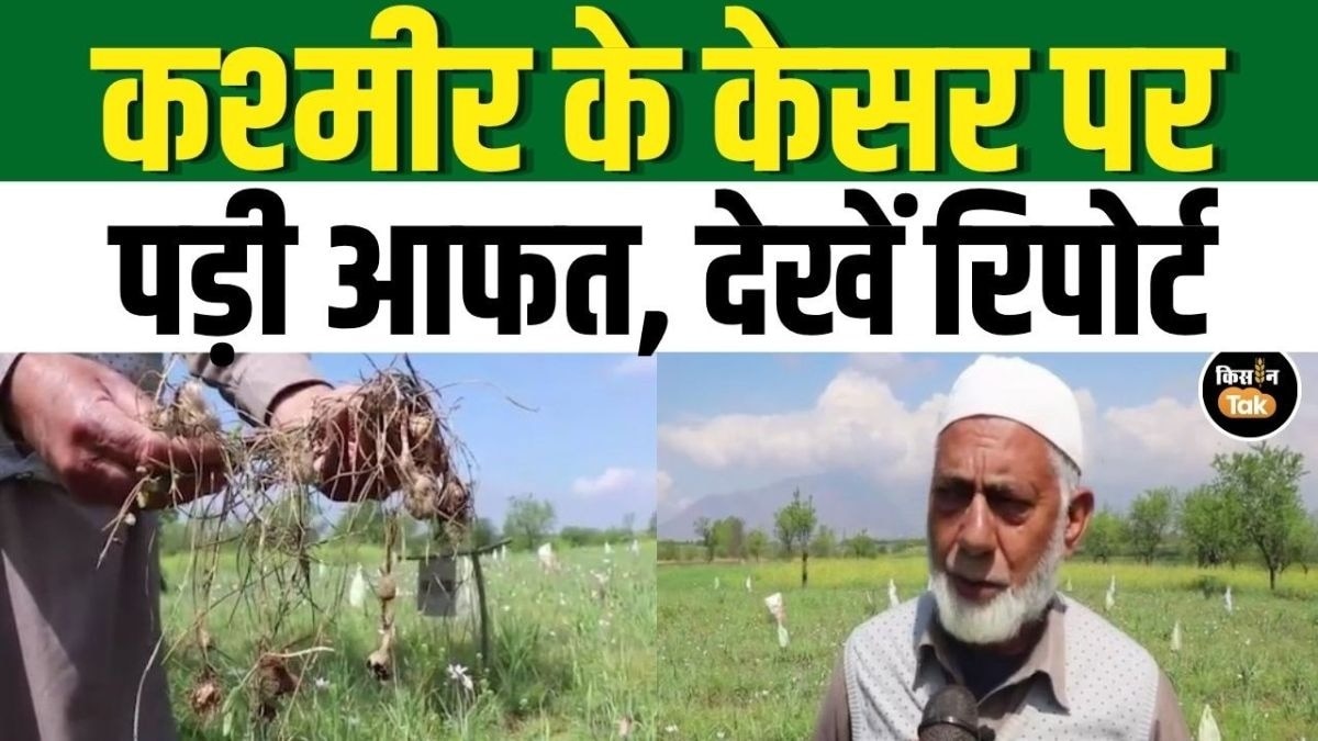 कश्मीर के ‘लाल सोने’ पर साही का हमला, केसर किसानों की बढ़ी चिंता