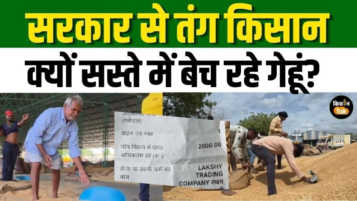 गेहूं बेचने को मजबूर किसान