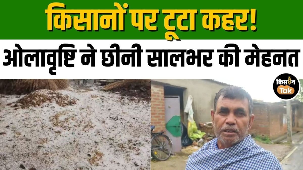 शाहजहांपुर में 40 मिनट की ओलावृष्टि से तबाही! गेहूं की फसल पूरी तरह बर्बाद