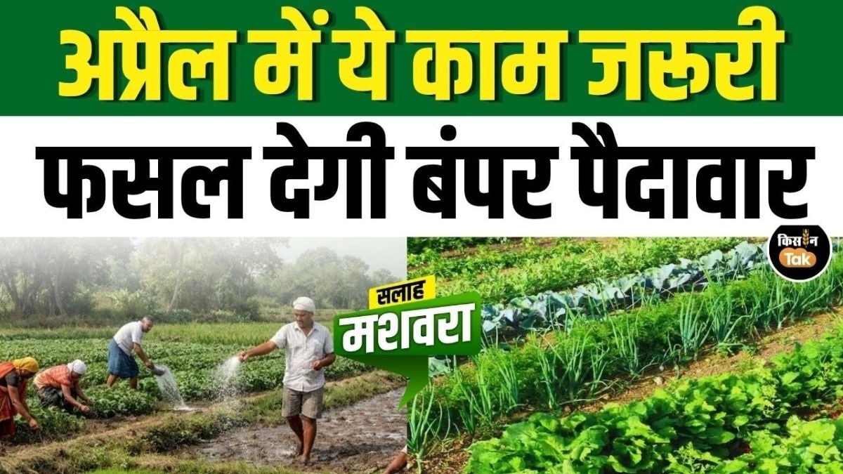 जायद फसलों में ज्यादा पैदावार के लिए अप्रैल में करें ये काम