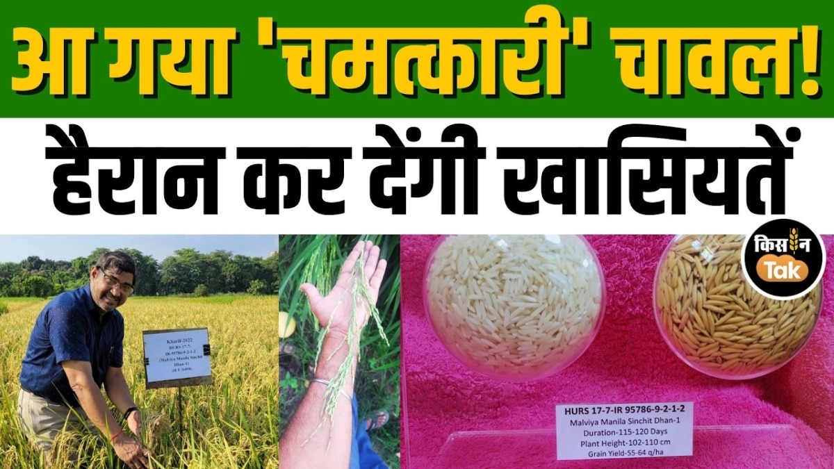 BHU के वैज्ञानिक की नई उपलब्धि: धान की इस खास किस्म से बढ़ेगी पैदावार