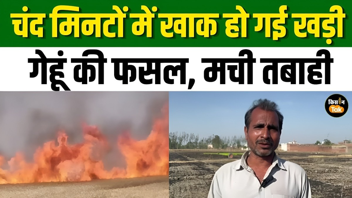 आग की चपेट में आई 10 हेक्टेयर से अधिक गेहूं की फसल, चंद मिनटों में खाक