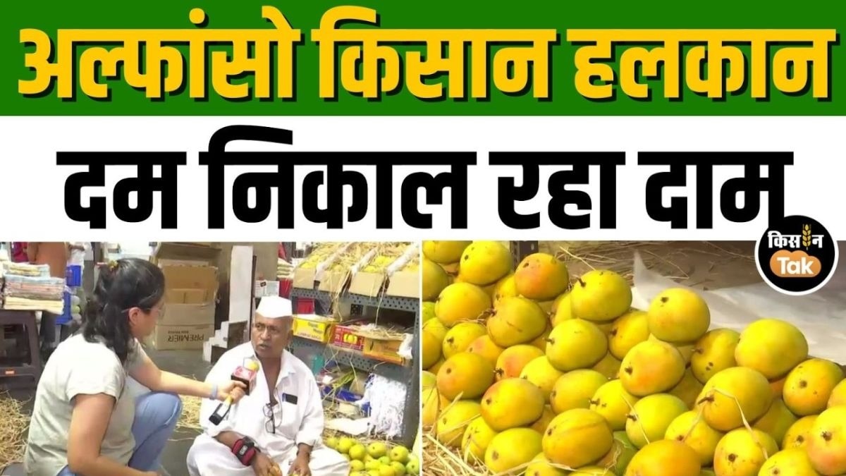 आम की कीमतों में आग! जानिए क्या है बढ़ोतरी की असली वजह