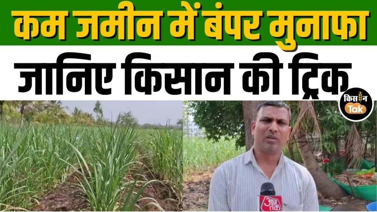 इंटरक्रॉपिंग से किसान कैसे बना मालामाल, इस वीडियो में जानें 