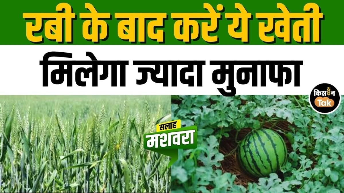 जायद सीजन में खेती से होगा बंपर मुनाफा, बस अपनाएं ये तरीका