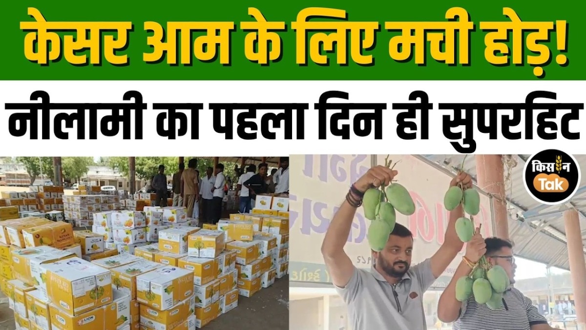 तलाला गिर में केसर आम की नीलामी शुरू, पहला बॉक्स गौशाला को समर्पित