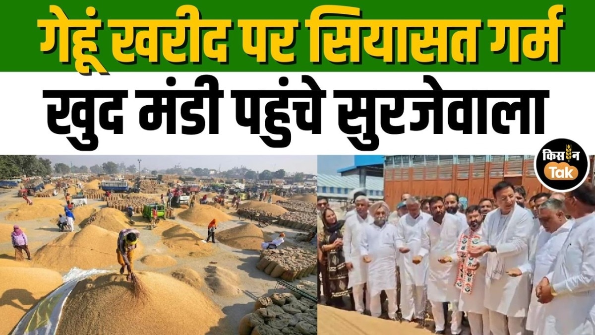 गेहूं खरीद पर घिरी सरकार, कांग्रेस नेता Surjewala ने मंडी जाकर किया ये काम