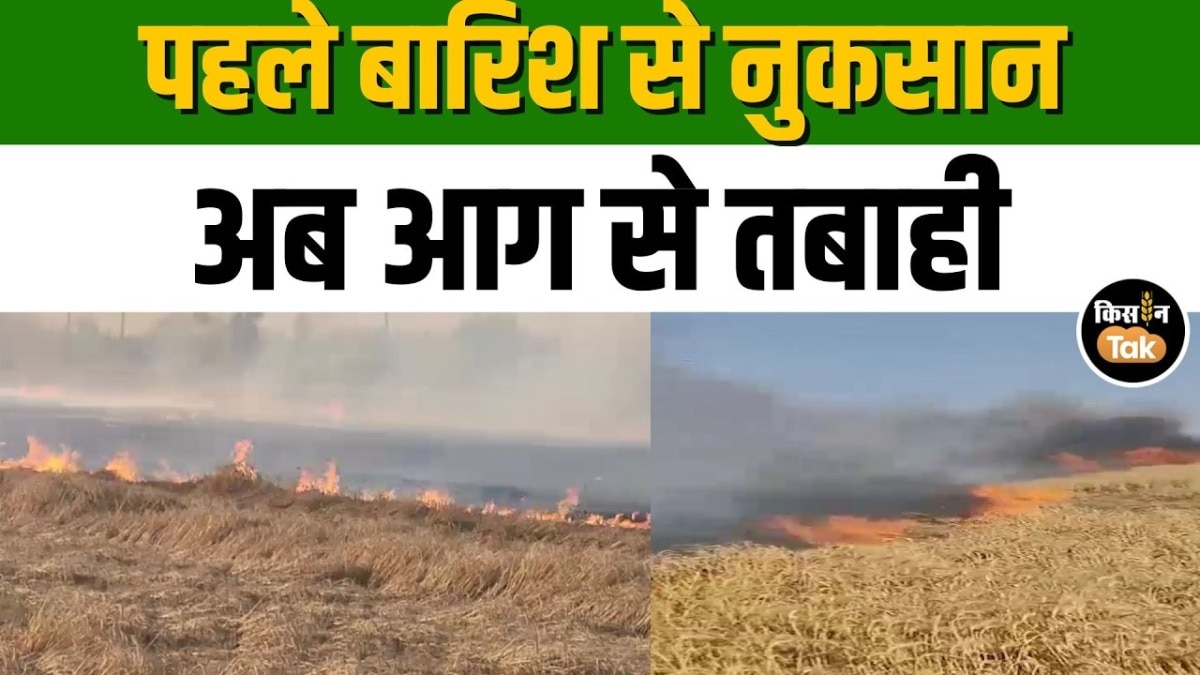 बारिश के बाद आग का कहर, उधम सिंह नगर में गेहूं की सैकड़ों एकड़ फसल राख