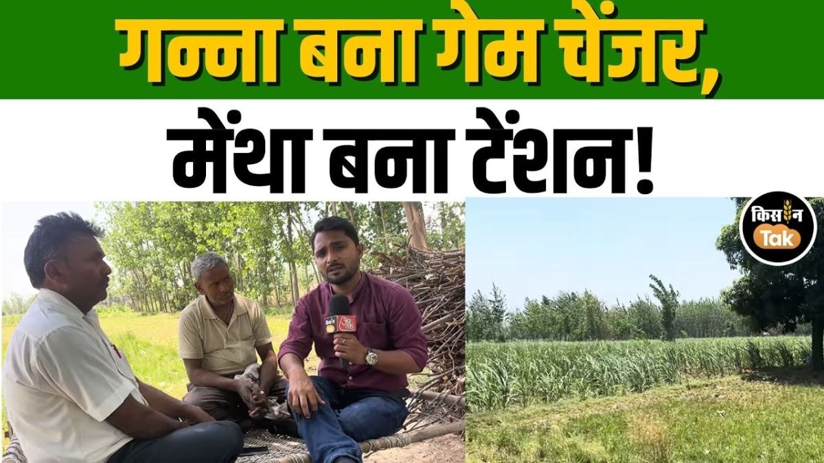 गन्ना दे रहा मुनाफा