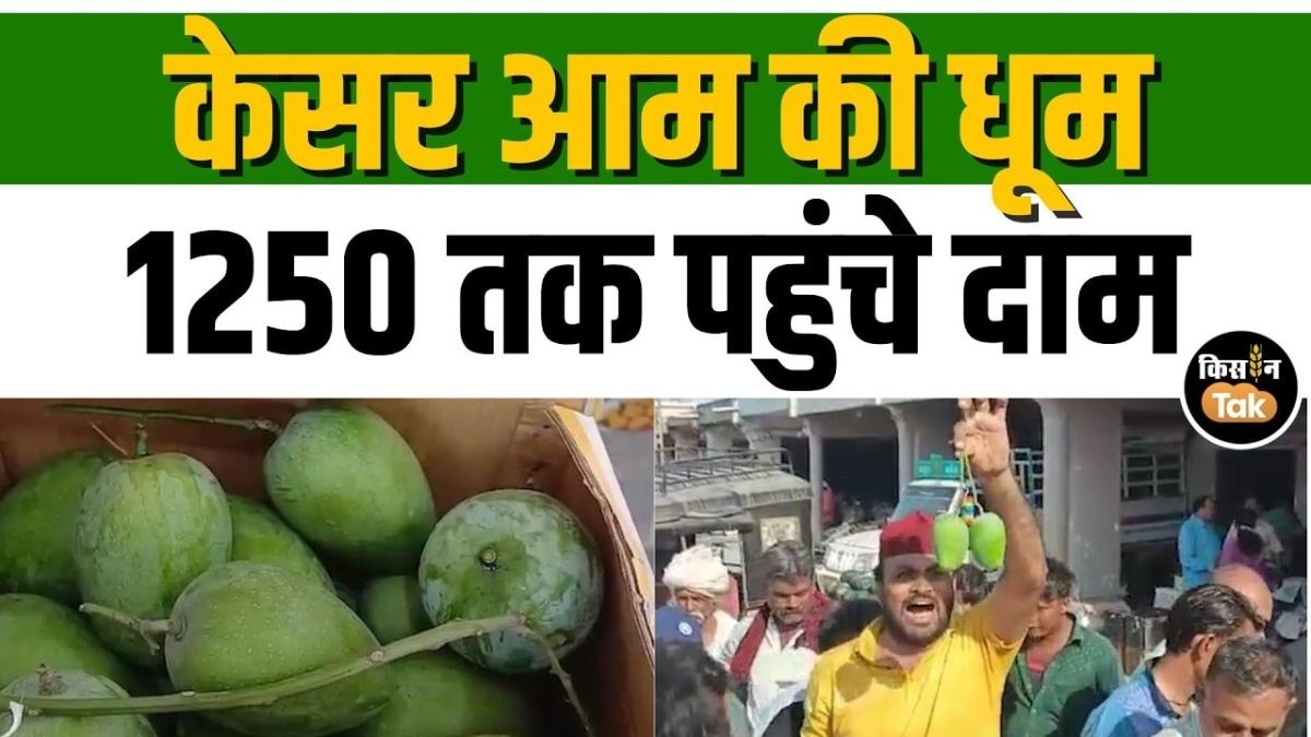 जूनागढ़ मंडी में केसर आम ने मचाई धूम, किसानों को मिल रहे शानदार भाव