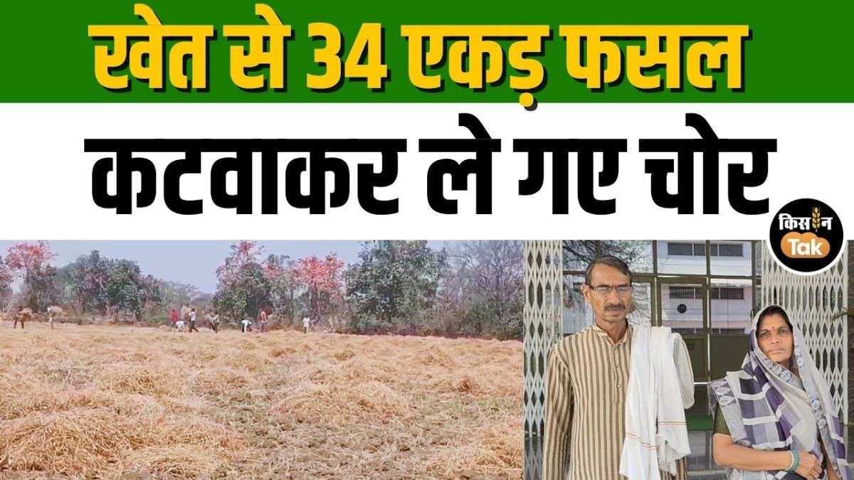 गेहूं और चना की फसल रातों-रात गायब