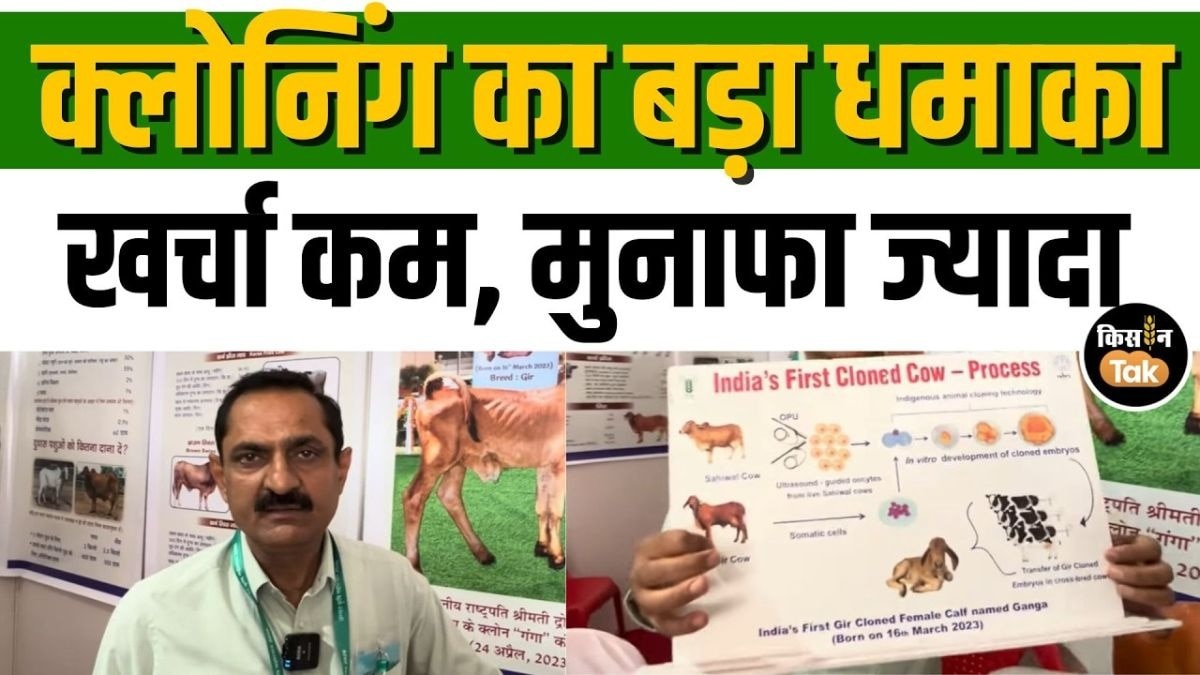 Cloning तकनीक से तैयार हुई ज्यादा दूध देने वाली देसी गायों की नस्ल