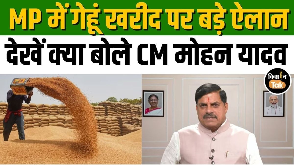MP किसानों के लिए बड़ी सौगात! अब 6 दिन होगी गेहूं खरीदी, 9 मई तक स्लॉट बुकिंग