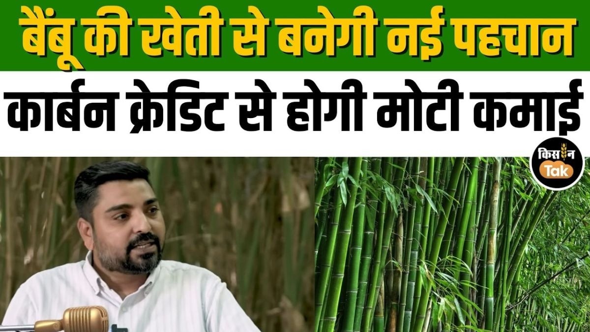 क्या है कार्बन क्रेडिट? बैंबू की खेती से कैसे होगी लाखों की कमाई