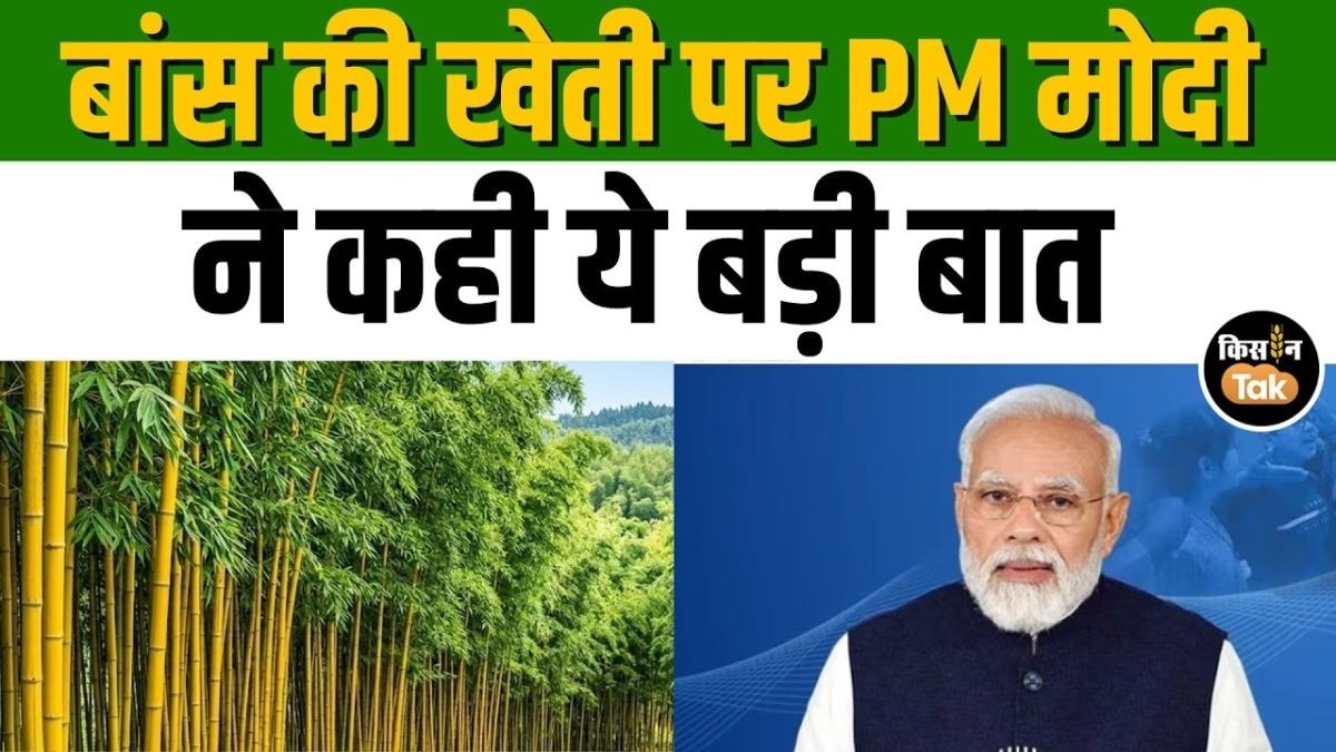 Mann Ki Baat में PM Modi का संदेश, बांस से बढ़ेगी किसानों की कमाई