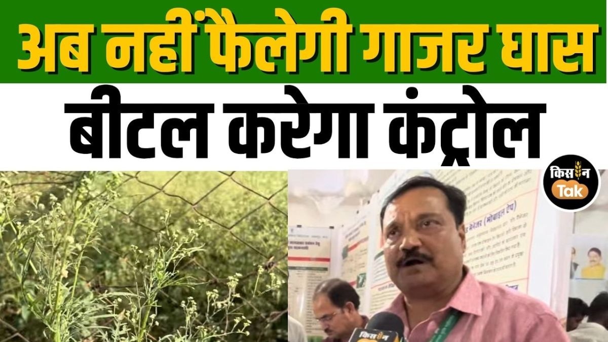 बिना केमिकल गाजर घास होगी खत्म! खेती में आया नया जैविक हथियार