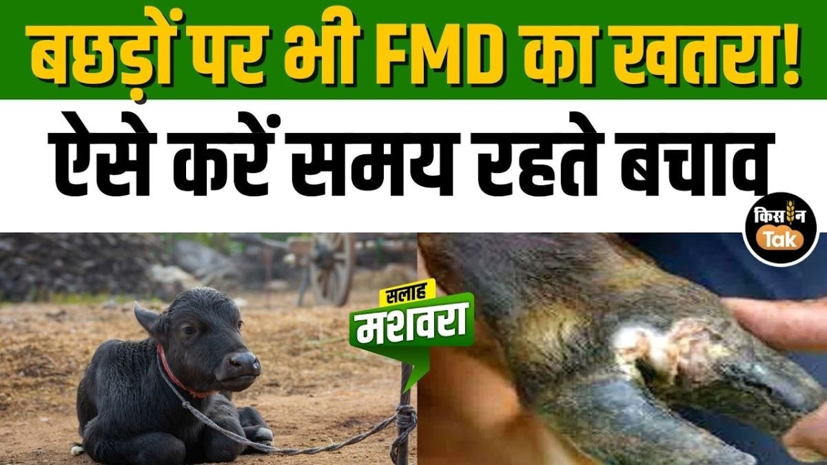 ये उपाय अपनाएं, पशुओं को खुरपका-मुंहपका बीमारी से बचाएं