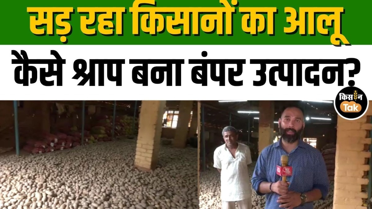 सिंगुर में आलू किसानों पर संकट: बंपर पैदावार बनी मुसीबत, सड़कों पर सड़ रहा आलू