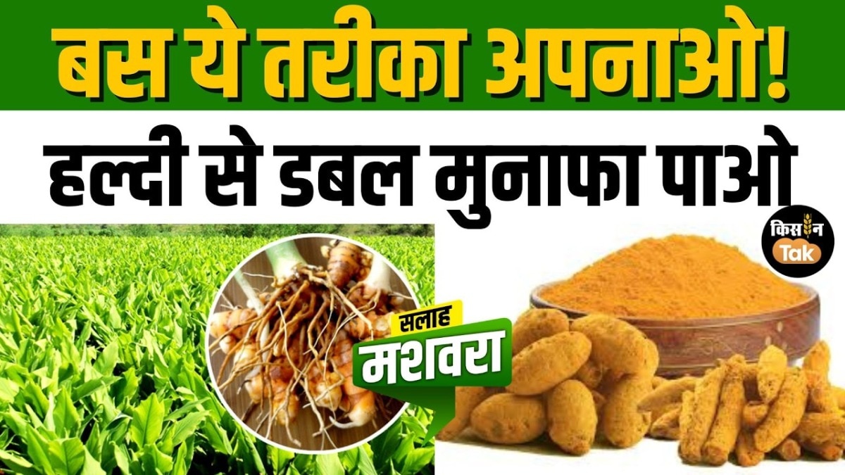 हल्दी की खेती से बढ़ेगा मुनाफा, हाई-यील्ड किस्में बनीं किसानों का सहारा