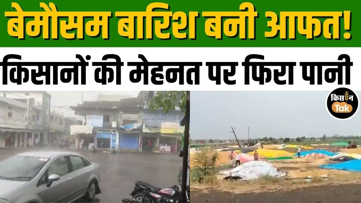 खुले में पड़ा गेहूं, बारिश का वार, किसानों को भारी नुकसान
