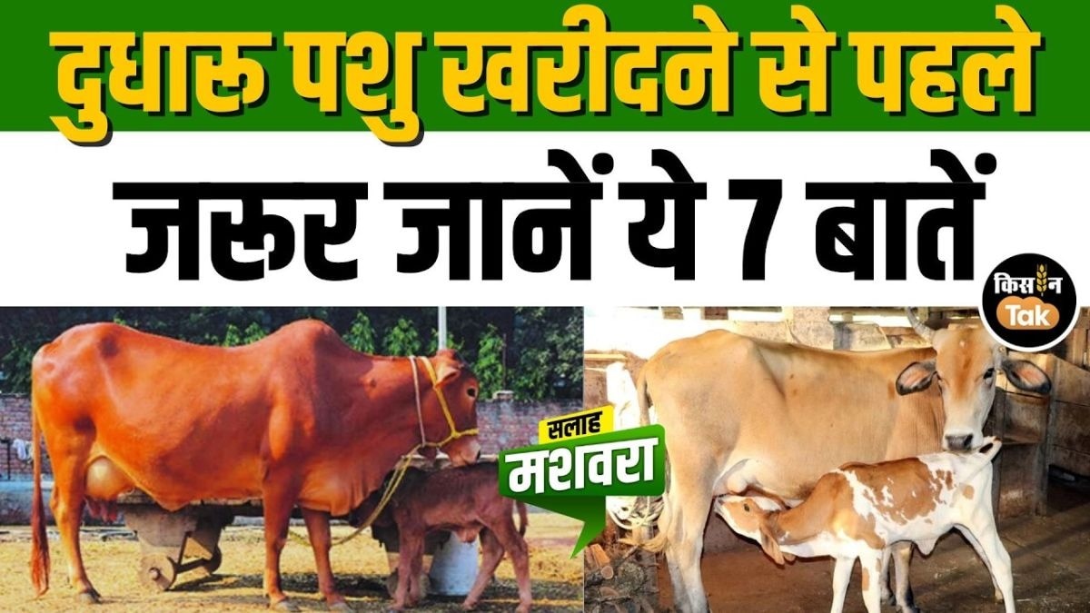 पशु खरीदते समय रखें इन 7 बातों का ध्यान, नहीं होगा नुकसान