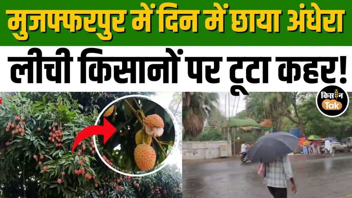 मौसम की मार ने किया लीची-आम किसानों को लाचार!