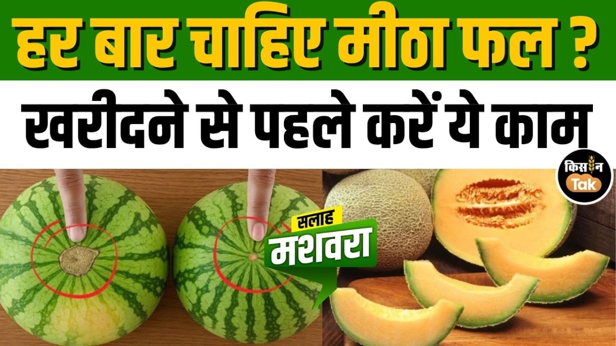 गर्मी में तरबूज‑खरबूज‑खीरा खरीदते समय इन बातों का रखें ध्यान, देखें एक्सपर्ट टिप्स