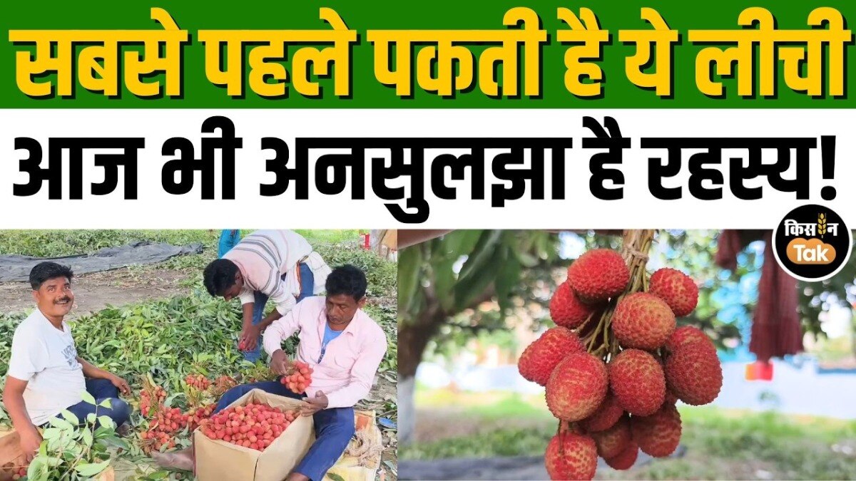 Muzaffarpur Shahi Litchi
