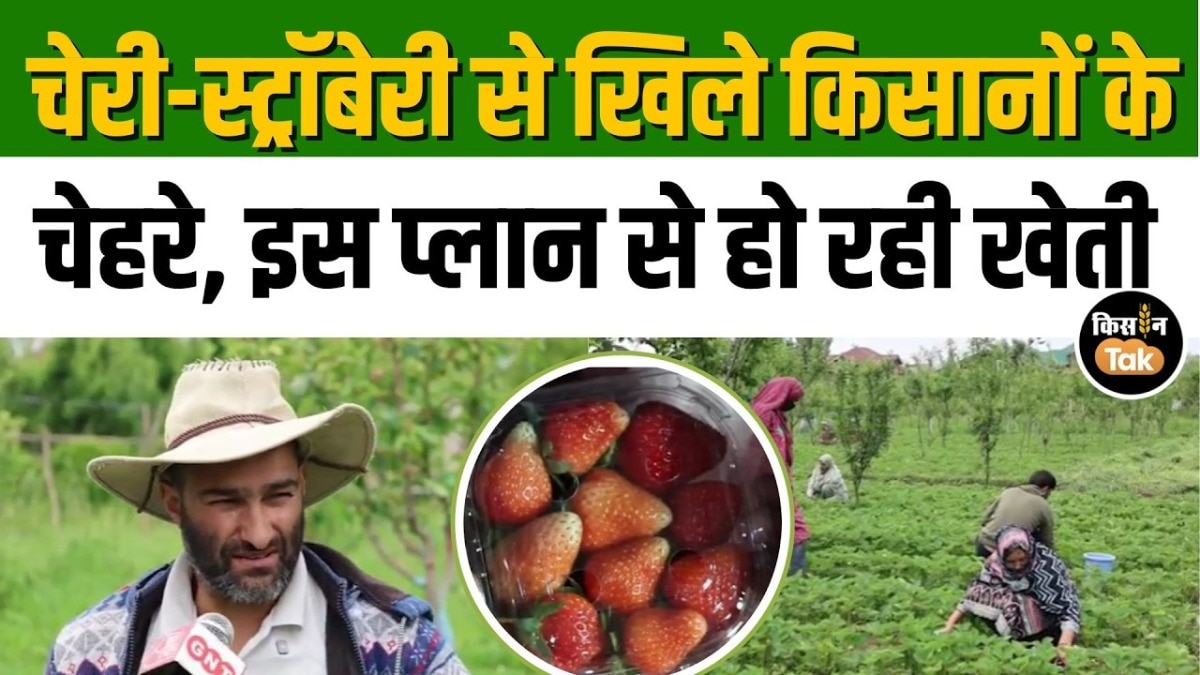 strawberry farming