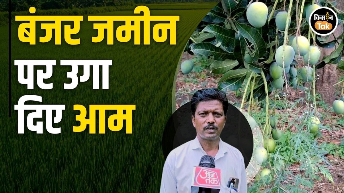 आम की खेती