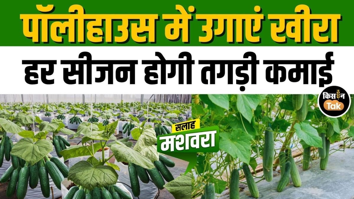 खीरे की खेती