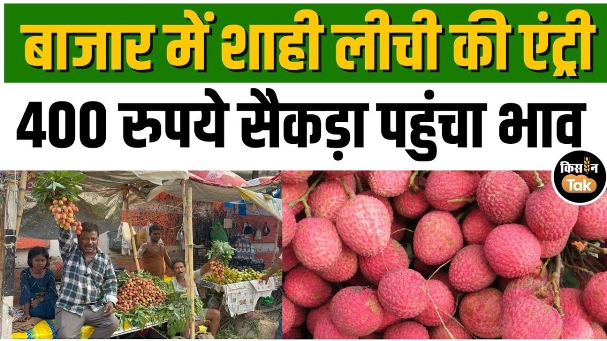 शाही लीची