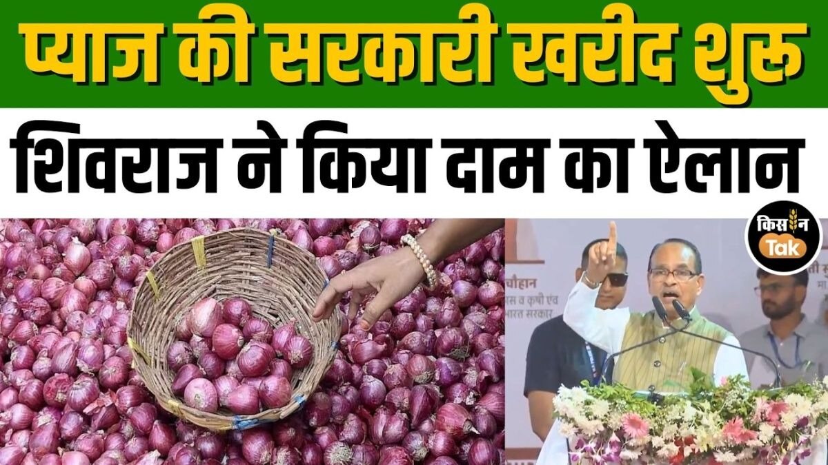 प्याज खरीद
