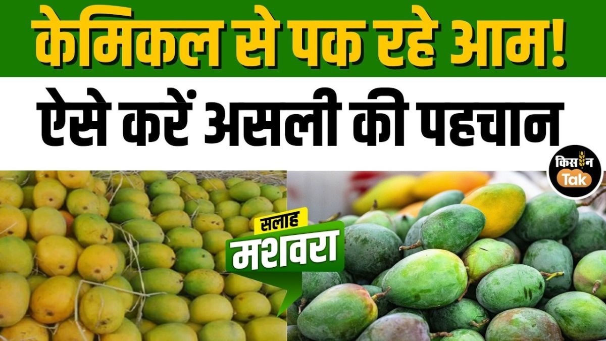 बाजार में बिक रहे नकली पके आम