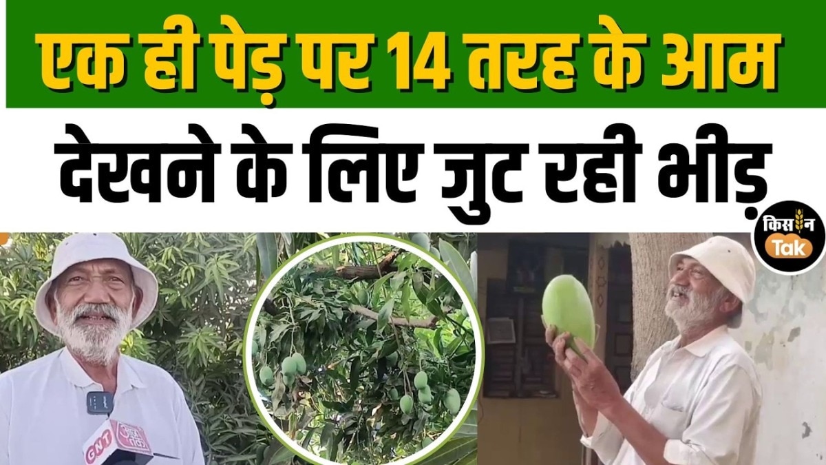Gujarat mango man