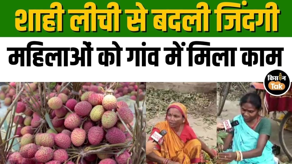 मुजफ्फरपुर की शाही लीची 
