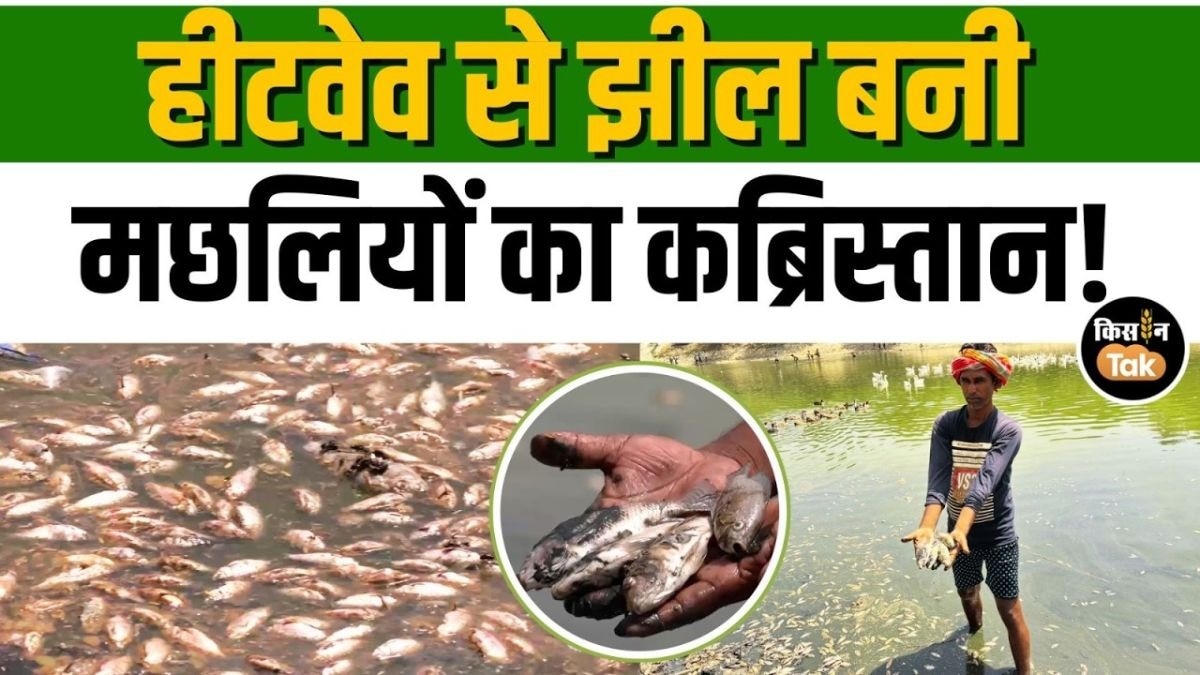हीटवेव ने ली सैकड़ों मछलियों की जान