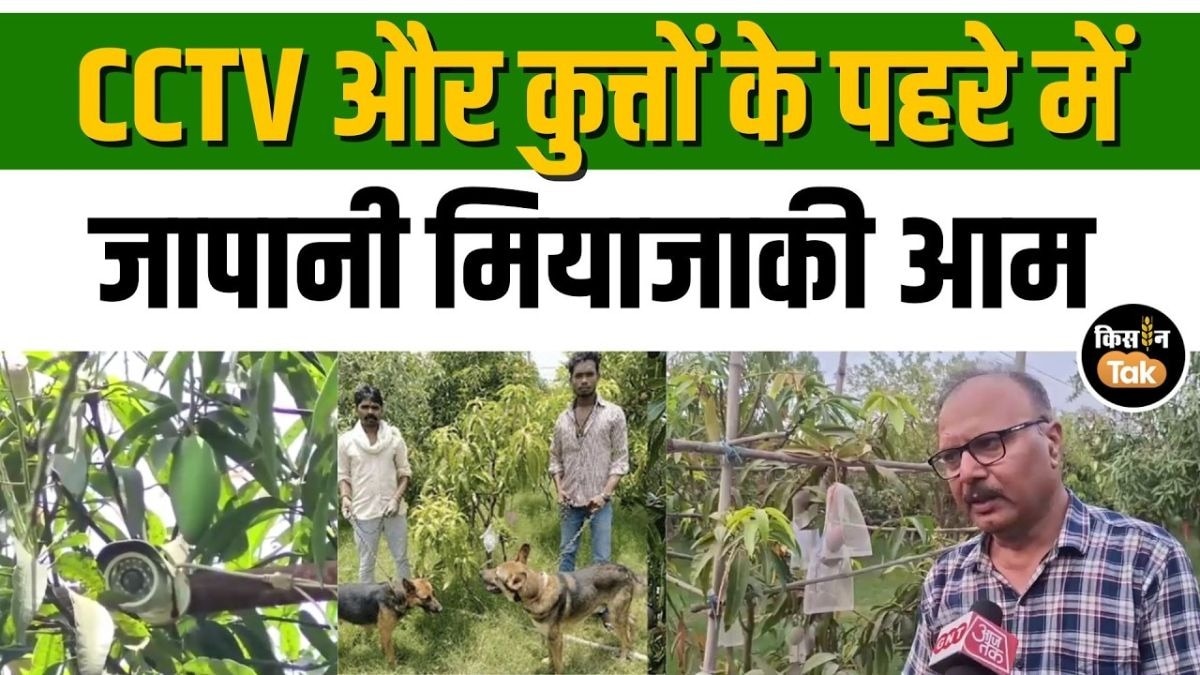मियाज़ाकी आम