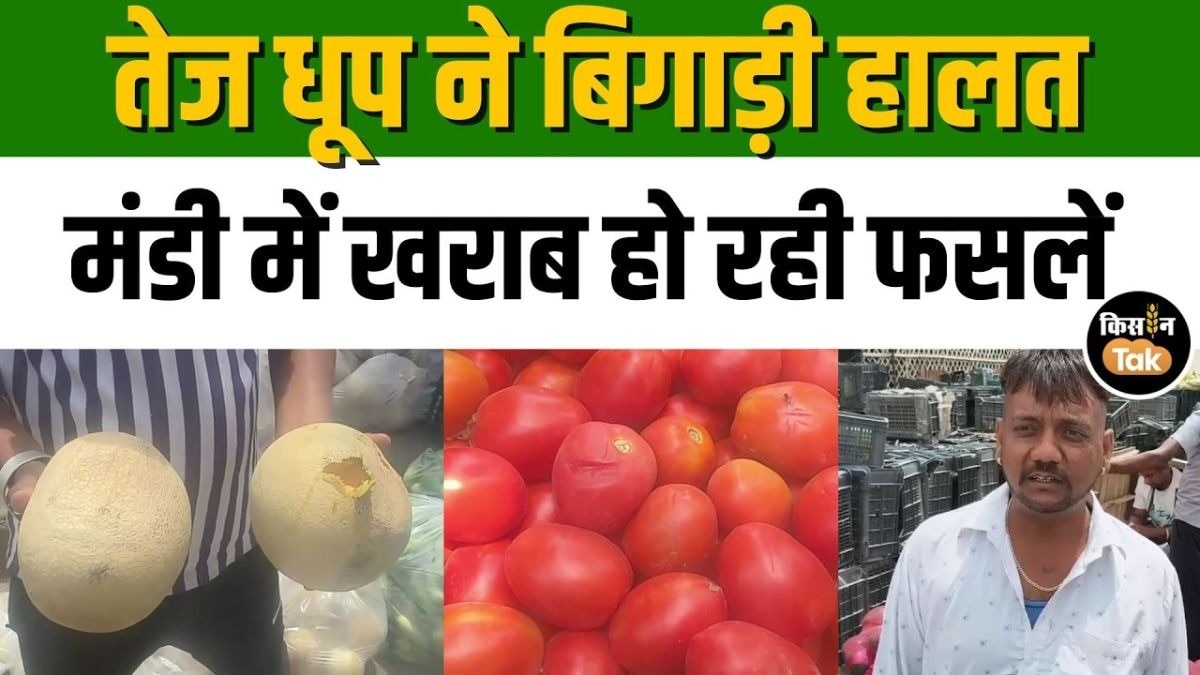 लू की मार से करनाल मंडी बेहाल