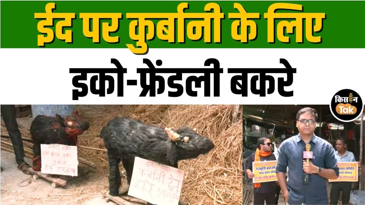 Bhopal eco friendly bakra