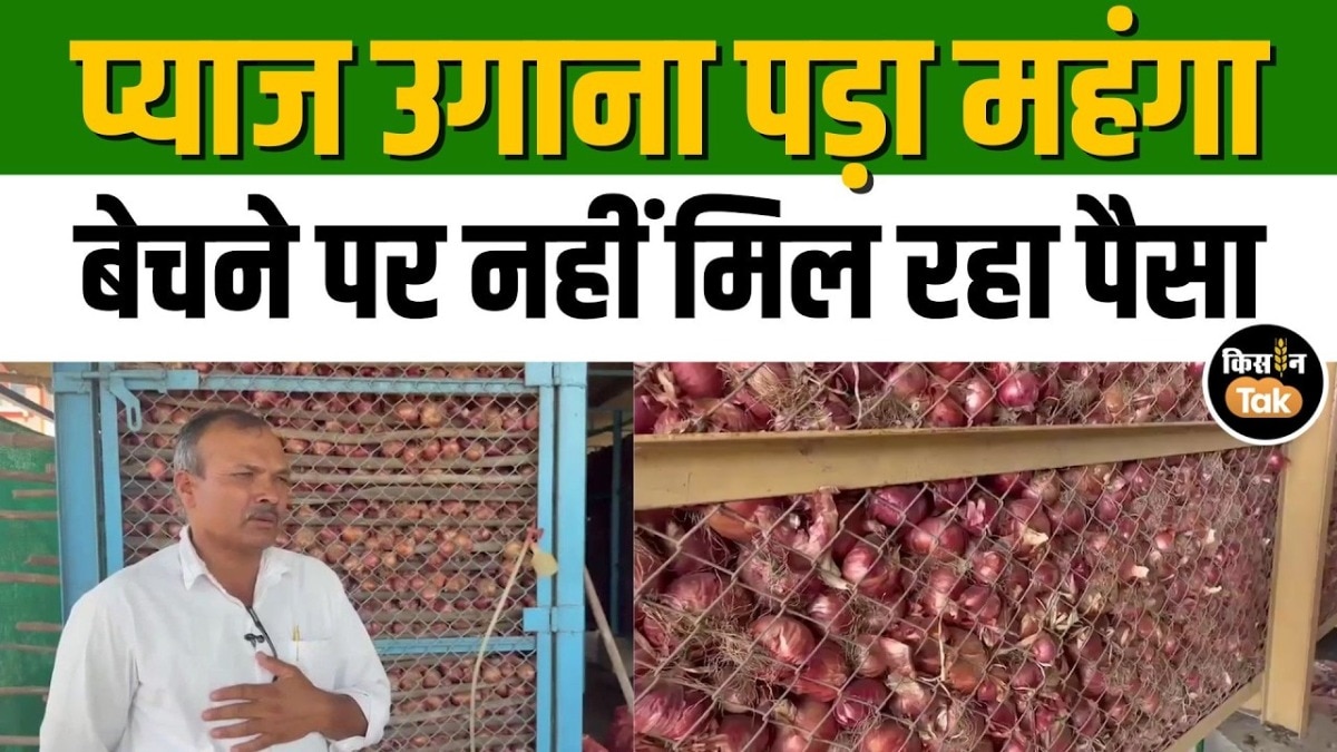 Maharashtra onion price crash