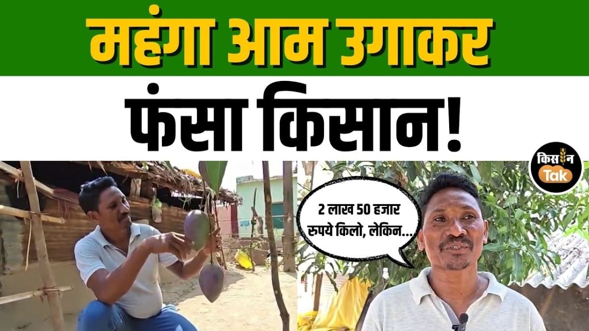 2.5 लाख KG वाला आम