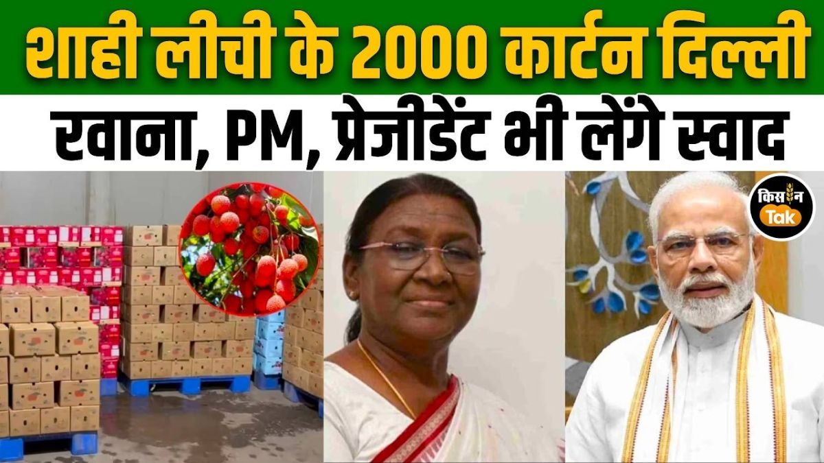 मुजफ्फरपुर की शाही लीची