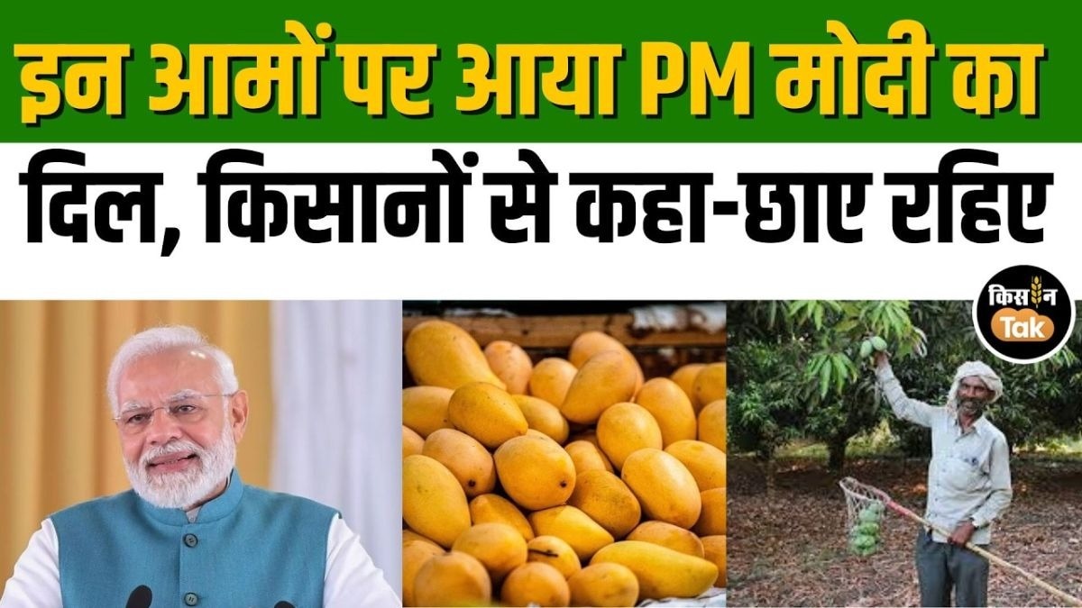 आम के सीजन