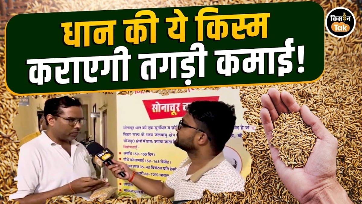 Sonachur paddy