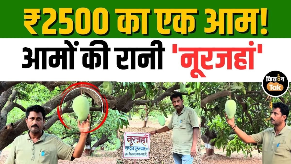पीस के हिसाब से बिकता है ये आम
